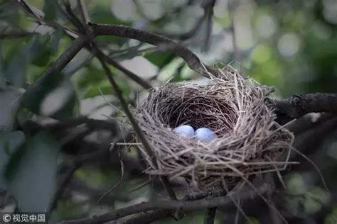 玄關放什麼 鳥在住家築巢